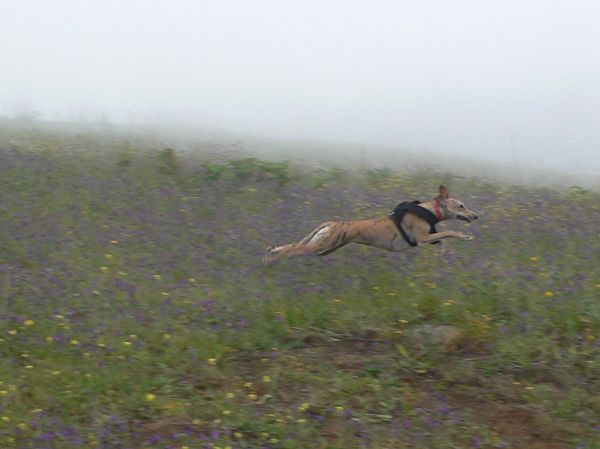 Run, Elisa, run