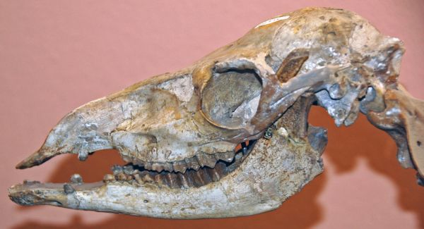 Oxydactylus wyomingensis fossil camel (Harrison Formation, Lower Miocene; Platte County, Wyoming, USA) 2