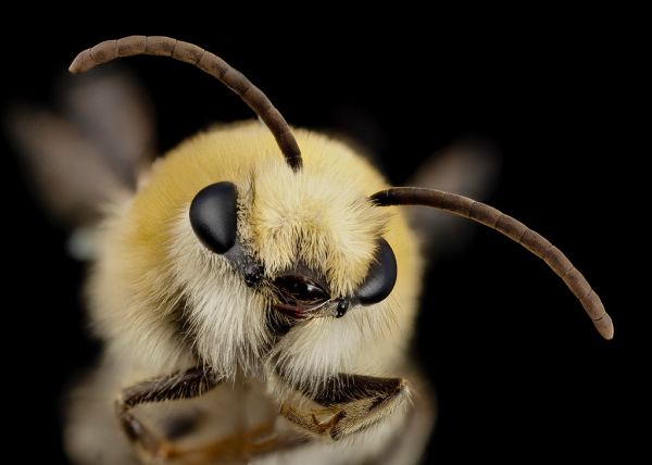 bee cute furry face, m, argentina, face_2014-08-07-18.21.23 ZS PMax