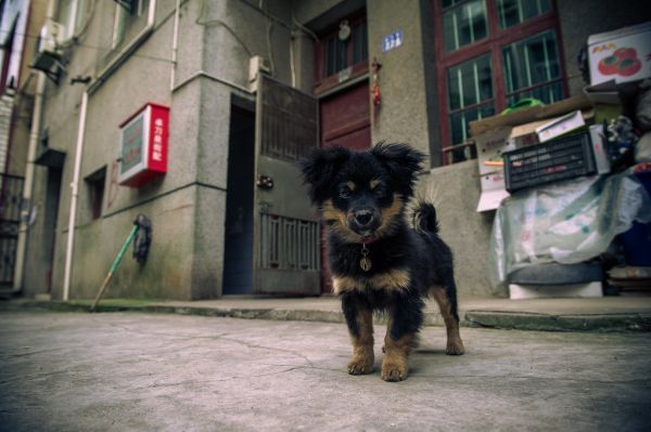 Wuhan / 武汉 | urban village hound / 城中村里的狗