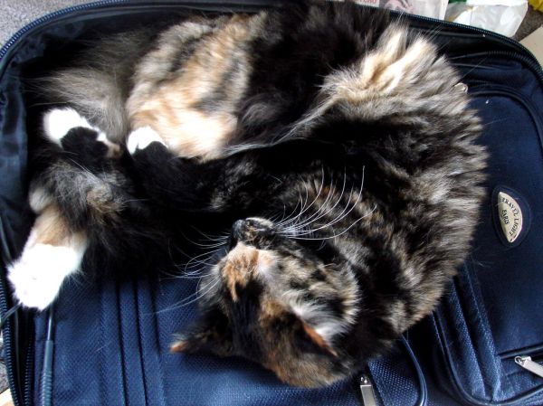 Alla curled up on suitcase
