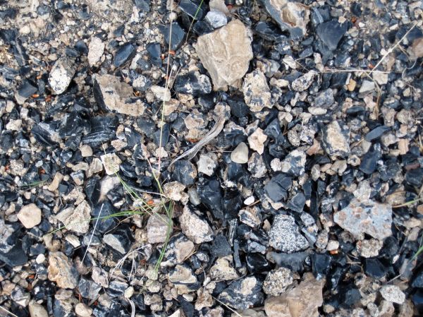 Obsidian & devitrified obsidian gravel (Obsidian Cliff, Yellowstone, Wyoming, USA) 1