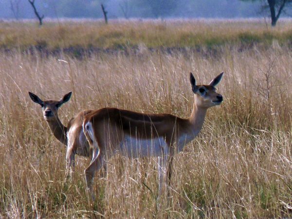 Female blackbuck at Tal Chhapar