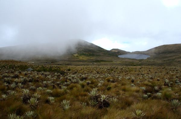 Alar lagoon, in the Sumapaz moorland