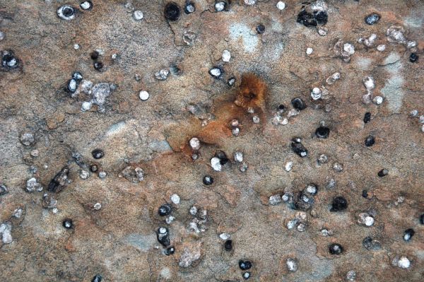 Skolithos linearis burrows in quartzite (Clinch Formation, Lower Silurian; Clinch Mountain, Tennessee, USA) 8