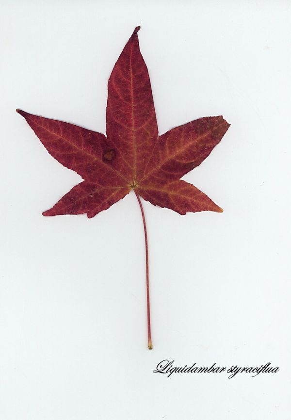 E20151113-0001—Liquidambar styraciflua—Berkelely