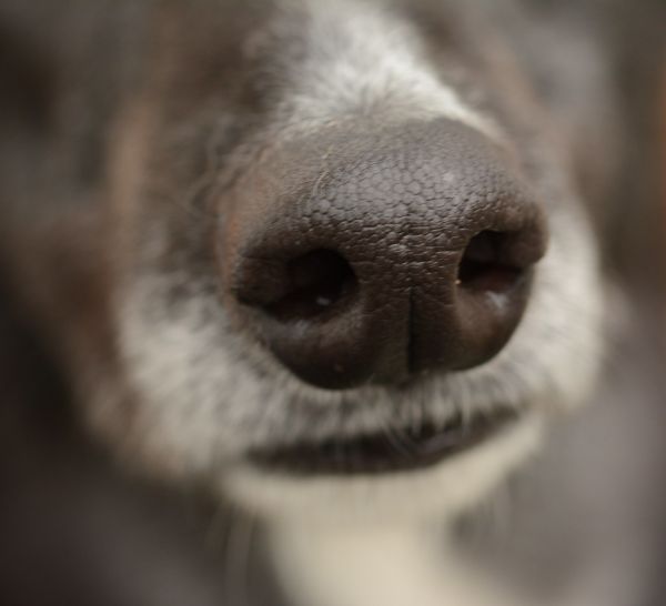 N is for Nose - E X P L O R E D