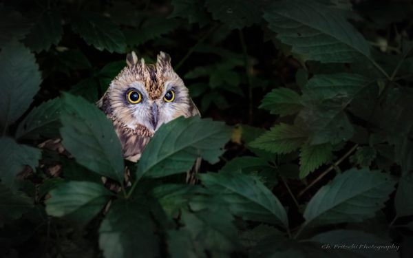 Hibou des marais / Short-eared Owl / Asio flammeus