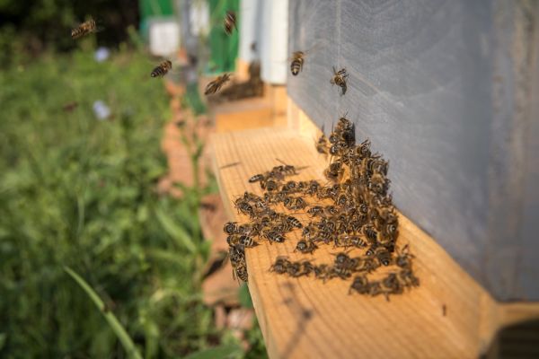 Bienen vor dem Eingang zu ihrem Bienenstock