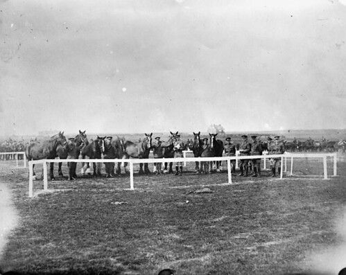 A horse line in the First World War / Parc à chevaux, Première Guerre mondiale