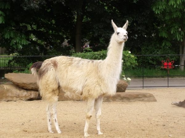 London Zoo - Animal Adventure - Llama