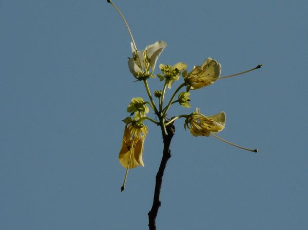 Varun (Sanskrit: वरुण)