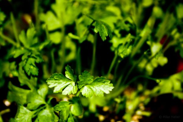Frische Petersilie