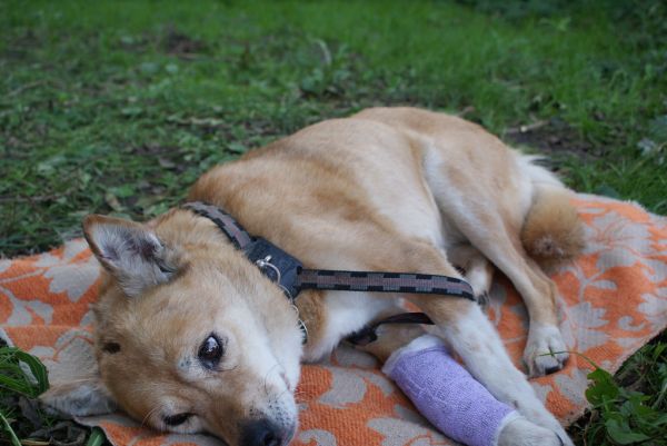 Zora bitten by pitbul dog