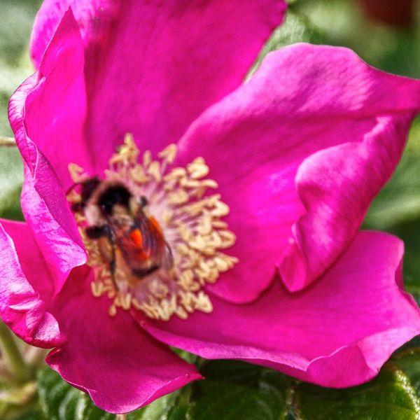Lake Placid - New York - Flower Garden - Bumble Bee have a feast