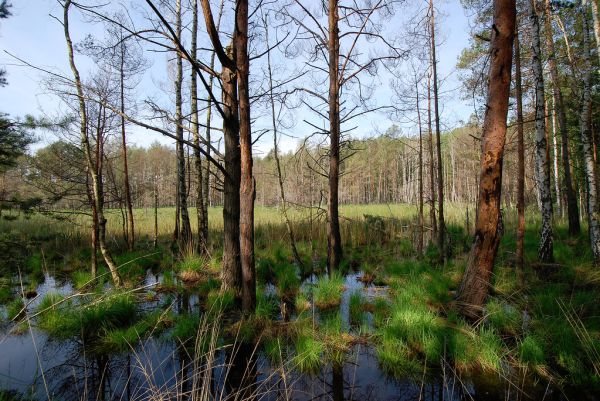 teilweise abgestorbene Kiefen und Birken bei flurgleichen Wasserständen