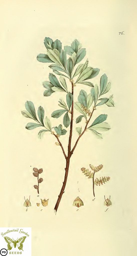 Gale, sweet gale. Myrica gale. Svensk botanik [J.W. Palmstruch et al], vol. 2 (1803)