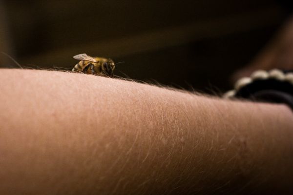Bienenstock