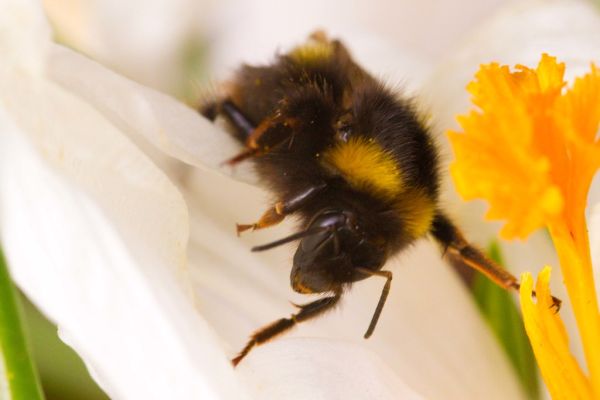 Bee