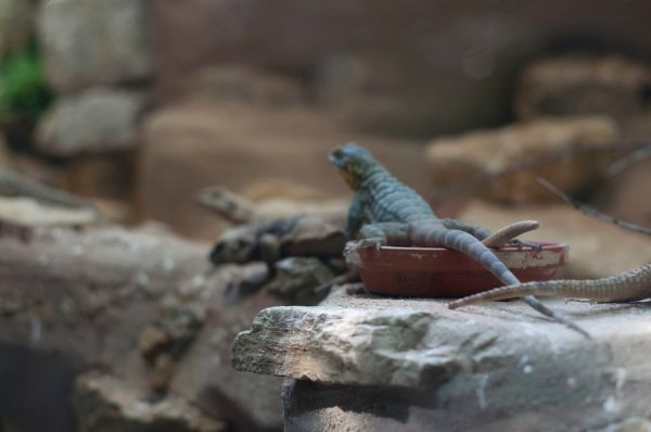 Echsen Zoo_Leipzig_0018