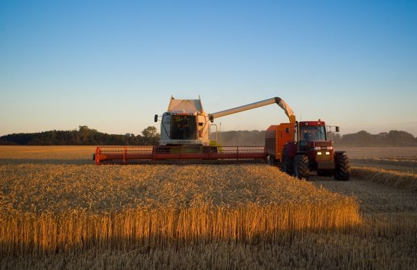 Wheat harvest before sunset near Branderslev, Lolland