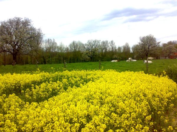 Lente in Aaigem