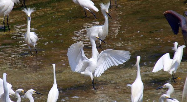 Snowy Egret Victoria Secret Fashion Show
