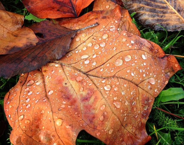 Herbst vor der Haustür