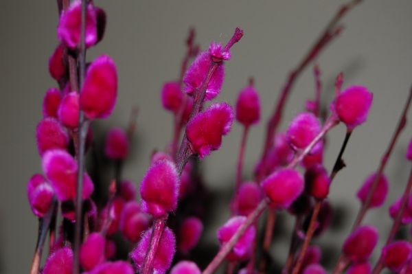 Pussy willow