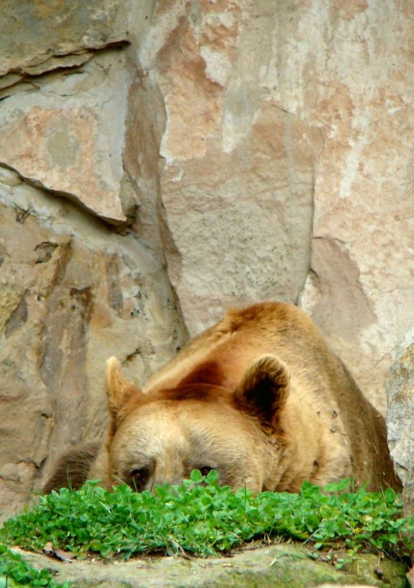 Amigo urso!!! fica com vergonha não!!!