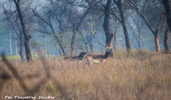 Blackbuck (4)