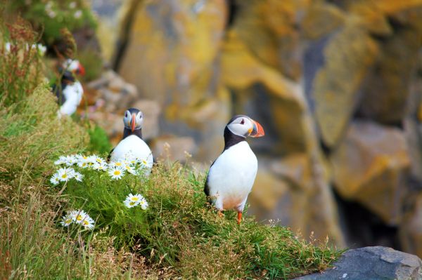 L'avevo detto che ci sarebbero state tante foto con le puffin ^_^