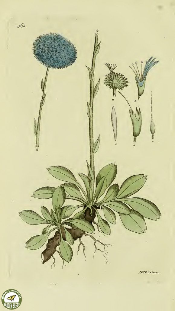 Common globularia. Globularia vulgaris- Svensk botanik [J.W. Palmstruch et al], vol. 6 (1809)