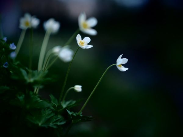 Helios 44M-7