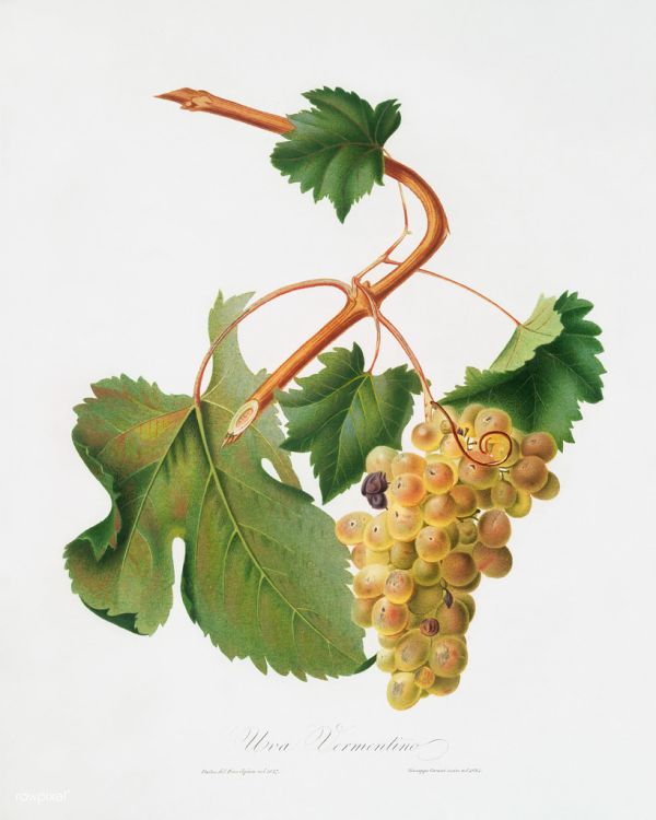 Vermentino grapes (Vitis ligustica feracissima) from Pomona Italiana (1817 - 1839) by Giorgio Gallesio (1772-1839).