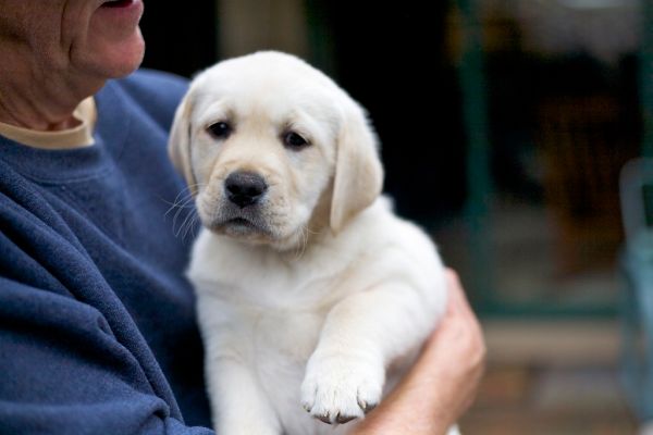Gabi the puppy
